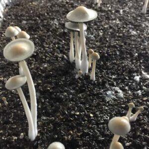 Senguio Mushroom strain for clean pan cyan senguio spore syringe