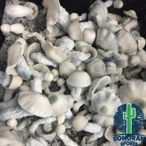 Shakti mushrooms for shakti swabs and spores