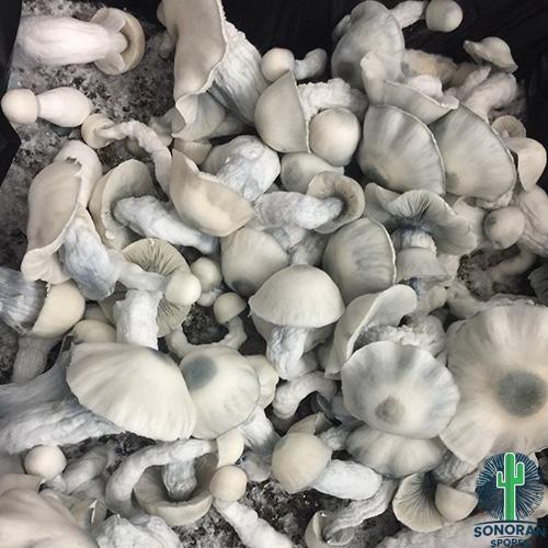 Shakti mushrooms for shakti swabs and spores