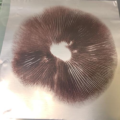 South African transkei Mushroom spore prints
