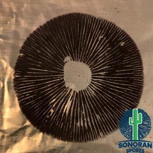 Leucistic Colombian Cubensis Mushroom Spore Print