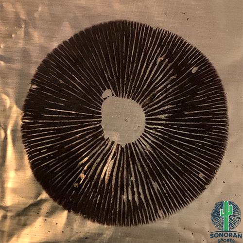 Leucistic Colombian Spore Print