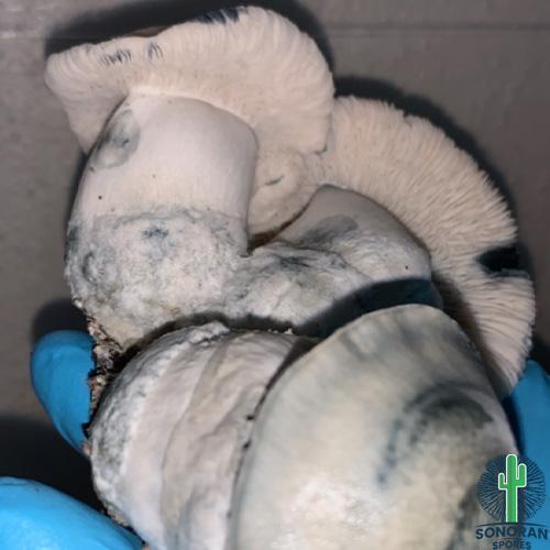 Strain Albino Penis Envy Spore Swabs 1