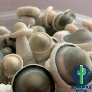 Strain Albino Penis Envy Spore Swabs
