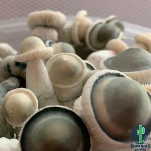 Strain Albino Penis Envy Spore Swabs