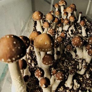 Taman Negara Mushrooms for Taman Negara mushroom spore swabs