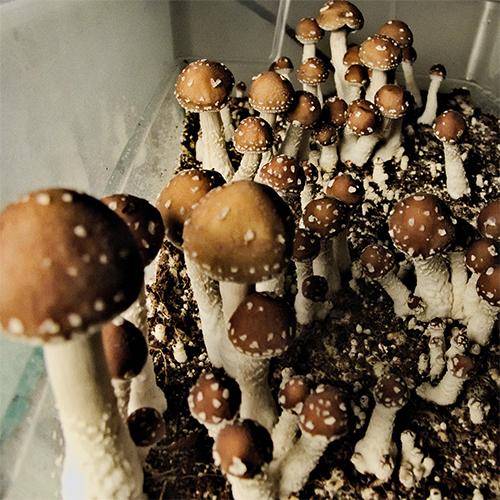 Taman Negara Mushrooms for Taman Negara mushroom spore swabs