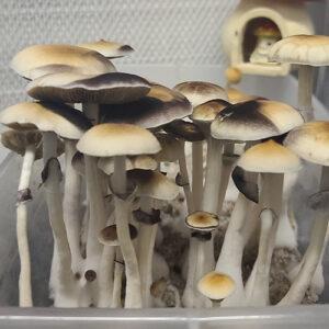 Tasmainan Mushroom Spore Syringes
