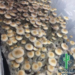 Texas Orange Cap mushroom swabs