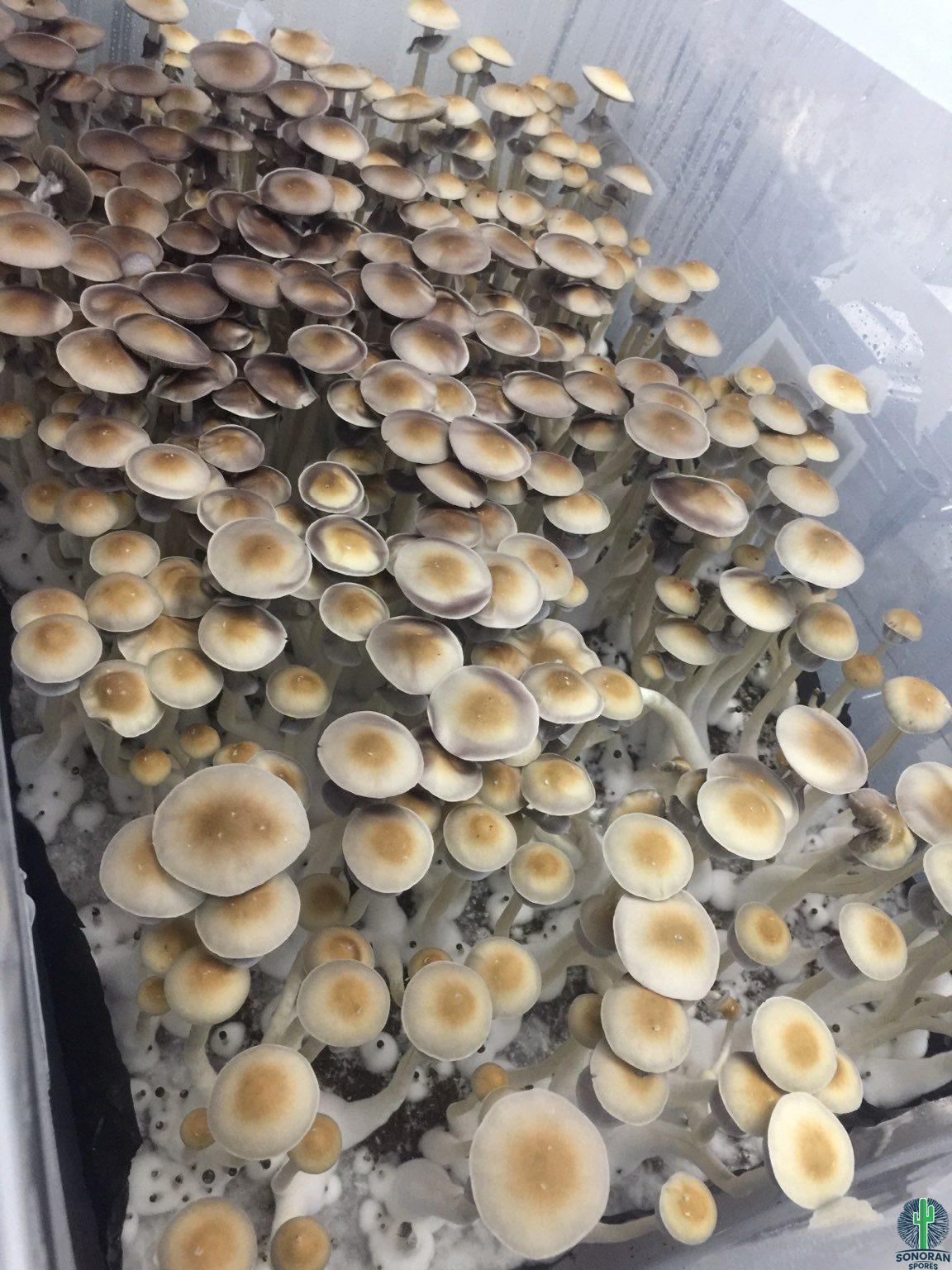 Texas Orange Cap mushroom swabs