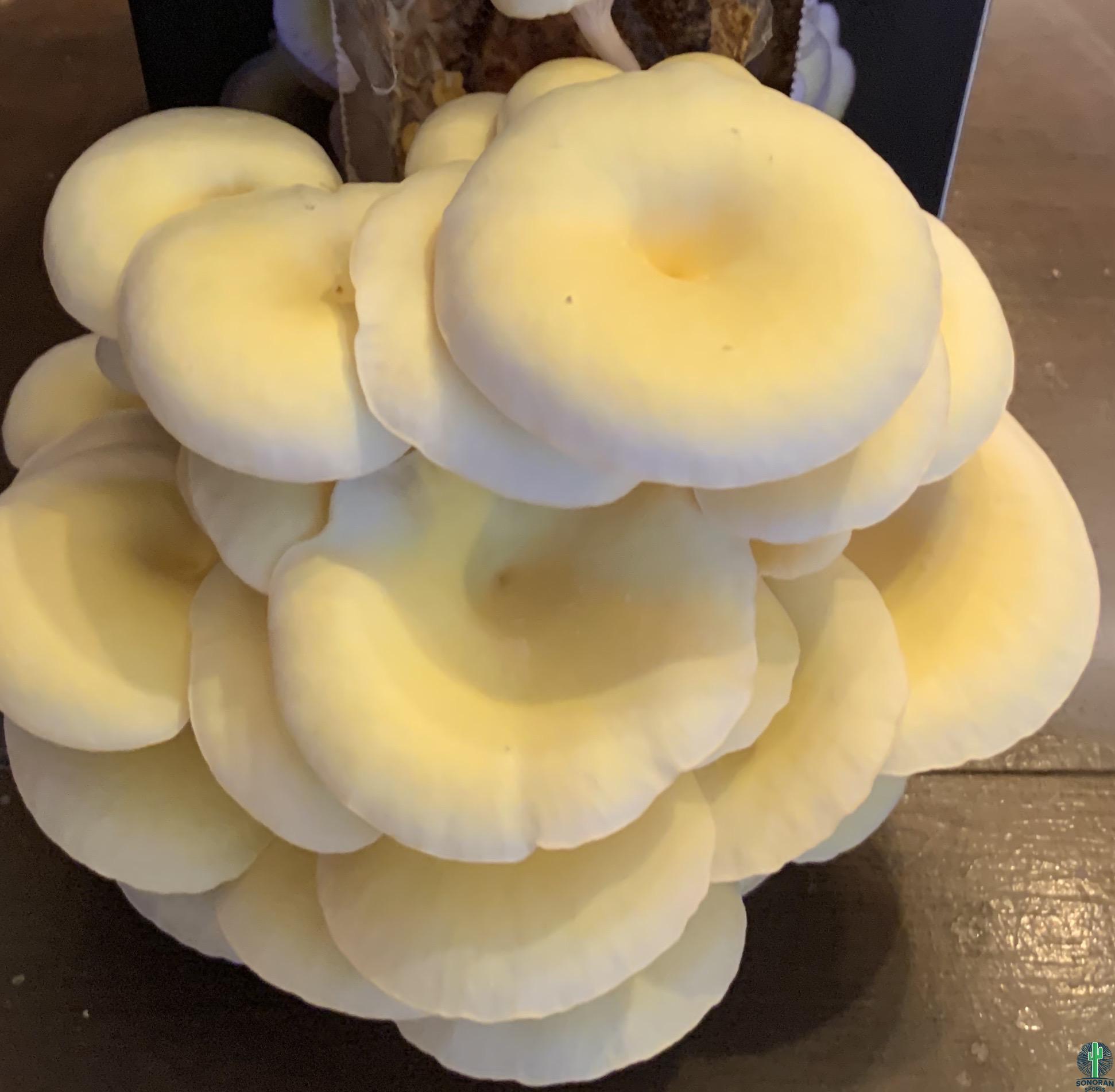 Yellow oyster1