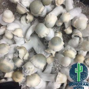 Yeti Mushrooms