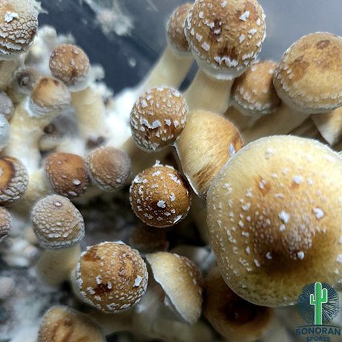 Psilocybe subcubensis