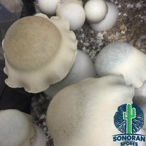 Sunny Side Up mushroom specimens