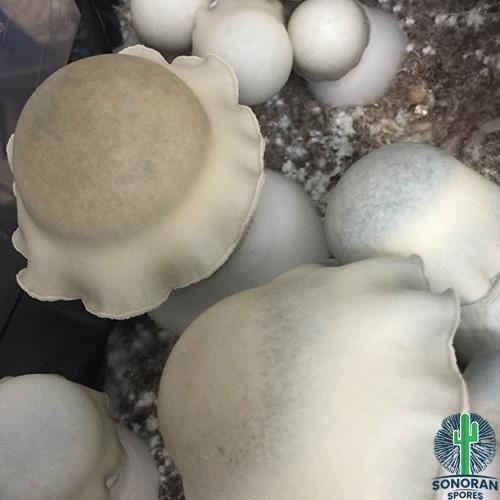 Sunny Side Up mushroom specimens