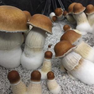 P. Cubensis "Chodewave"
