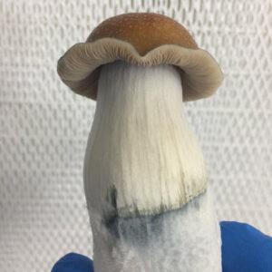 Chodewave Mushroom