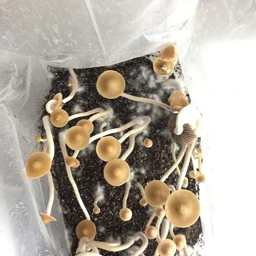 Hoogshagenii Mushrooms 1