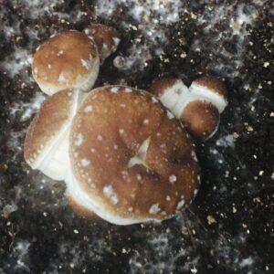 KSSS Peyote Mushroom