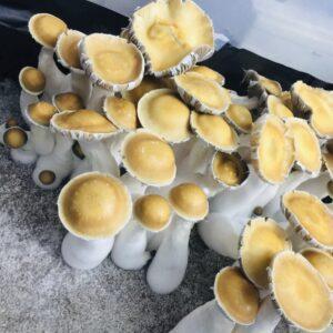 Makilla Gorilla Mushroom