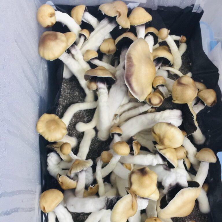 Melmac mushroom