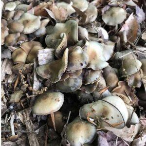 Ovoid specimens growing in the wild