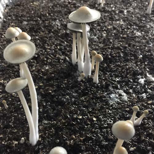 Senguio Mushroom Genetics for Senguio prints for sale and low priced senguio spores