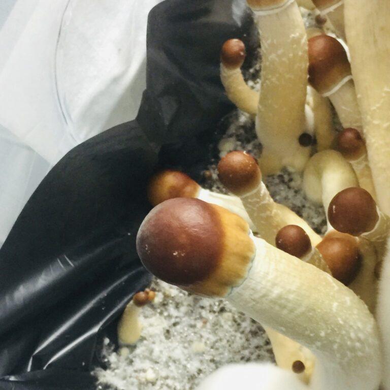 Yak Yak mushrooms