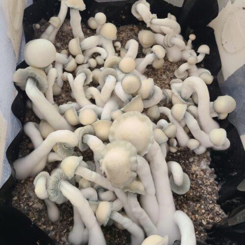 Gandalf mushrooms for gandalf swabs