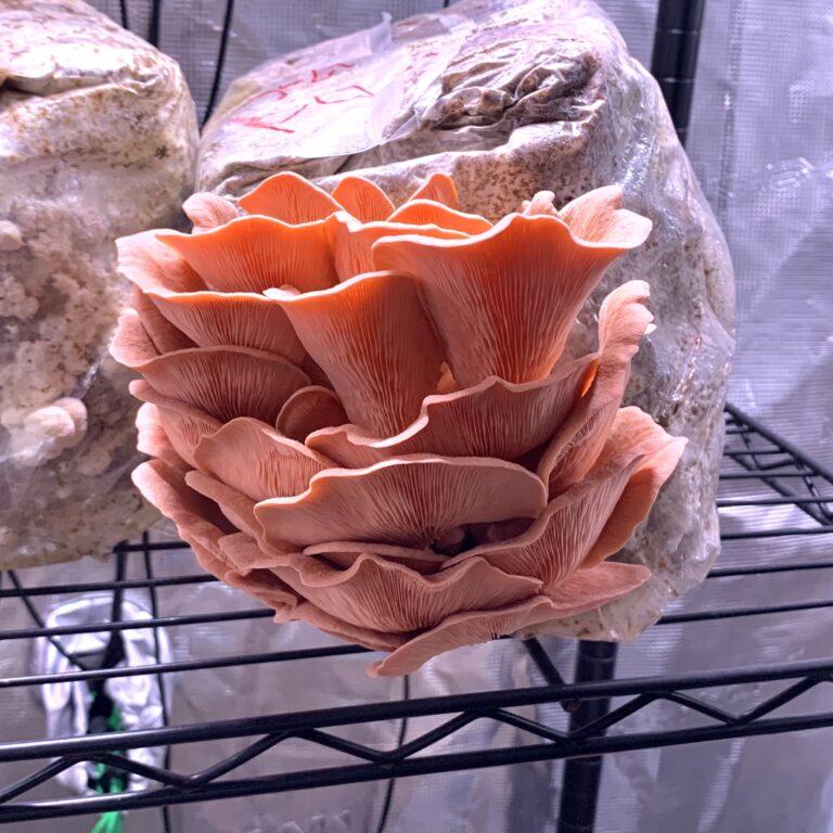 Fruiting Pink Oyster