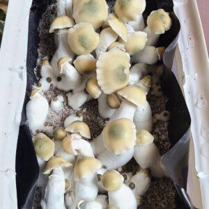 P. Cubensis "Yeti x Melmac"