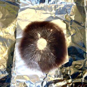 Spore print of creeper mushroom genetics