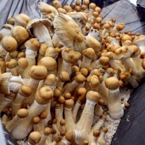 Psilocybe cubensis "Hillbilly" mushrooms