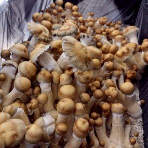 Psilocybe cubensis "Hillbilly" mushrooms