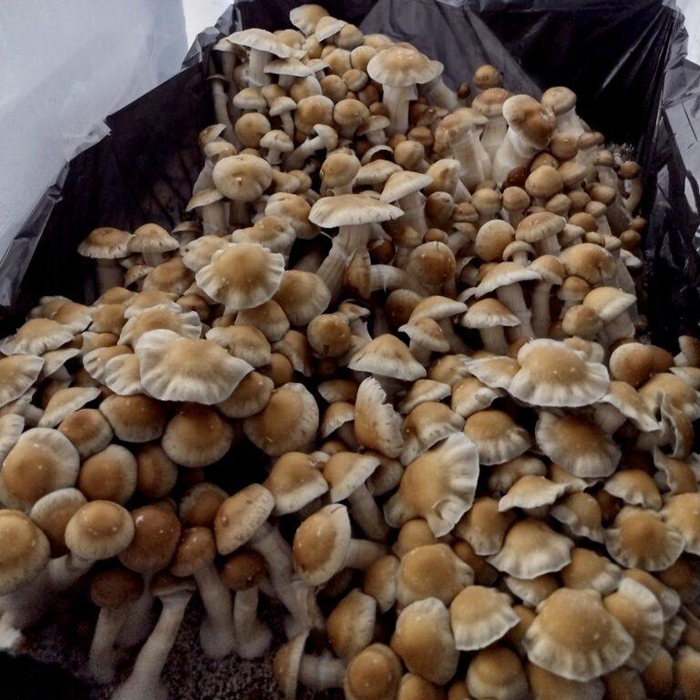 Psilocybe cubensis "Hillbilly" mushrooms