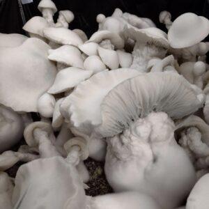Albino Melmac Mushrooms