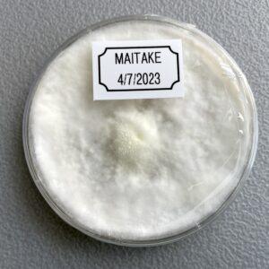 Colonized Maitake Plate