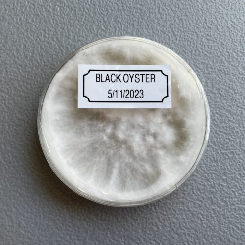 Colonized Black Oyster Plate