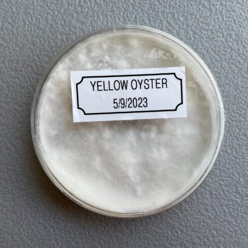 Colonized Yellow Oyster Plate