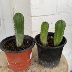 San Pedro "Kimnach x Jessica" Seedlings