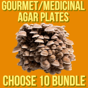 Gourmet/Medicinal Agar Plates Choose 10 Bundle