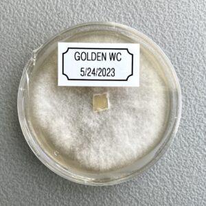 Colonized Golden Wine Cap Plate