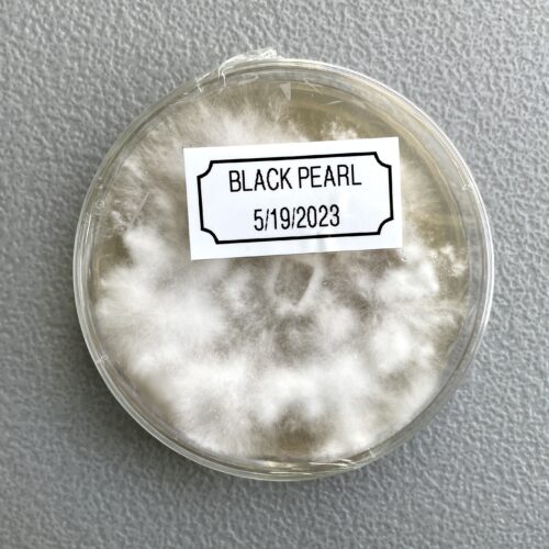 Colonized Black Pearl Oyster Plate