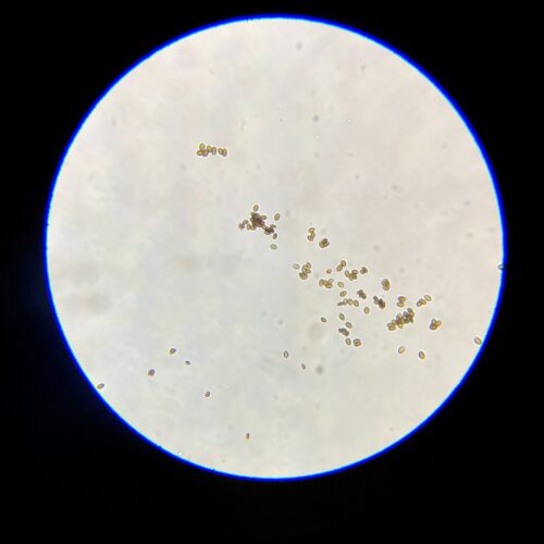 Golden teacher spores