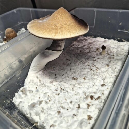 Psilocybe Azurescens aka Flying Saucer Mushroom