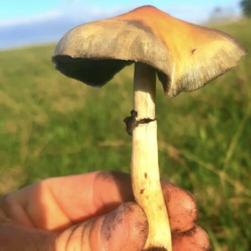 Wild Cubensis specimen collected on Maui