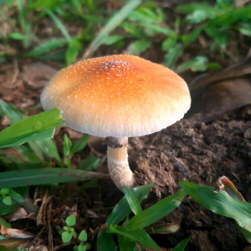 Wild Cubensis specimen collected on Maui