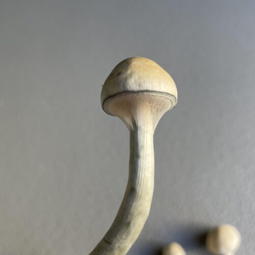 Psilocybe Ochraceocentrata Mushroom Specimen