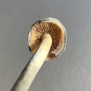 Psilocybe Natalensis Mushroom Specimen