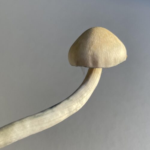 Psilocybe Ochraceocentrata Mushroom Specimen